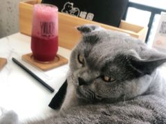 -喵园·猫主题咖啡厅·撸猫·猫咖(国贸店)