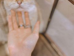 -逗柴咖啡屋·狗咖猫咖宠物桌游