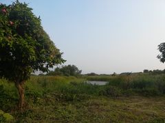 -大湾区中央湿地公园