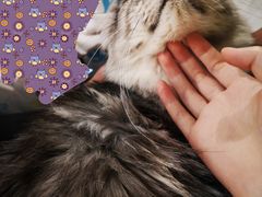 -猫小院猫主题咖啡厅(北锣店)