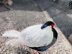 -青藏高原野生动物园