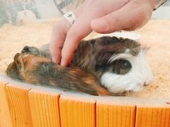 -J Create城市露营咖啡·简餐·宠物(上海动物园店)