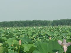 -洪湖生态旅游区