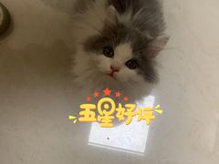 -艾贝尔宠物诊疗