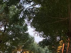 -荔湾湖公园