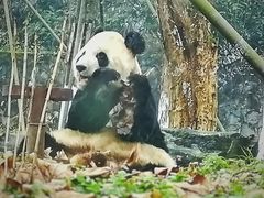 -都江堰中华大熊猫苑