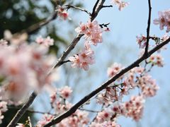 -王借岗森林公园