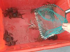 -阳澄湖大闸蟹·琼灵阁牌品牌连锁(吴中总店)