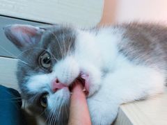 -东方名猫馆·英短金渐层布偶猫舍(环线广场1号楼店)