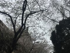 -武汉大学-樱园