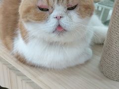 -喵园·猫主题咖啡厅·撸猫·猫咖(国贸店)