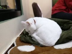 -李小姐の猫咖啡馆(五角场店)