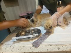 -宠爱国际动物医院·消化内科·心肾内科·ISFM猫友好(望京店)