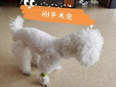 -美联众合动物医院·伴可分院·内科中心医院