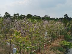 -广东花都湖国家湿地公园