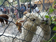 -长白岛森林公园