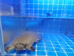 -厦门宝龙铂尔曼大酒店·海鲜自助餐厅