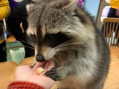 -藦茜花园宠物主题亲子互动体验馆(国顺东路店)