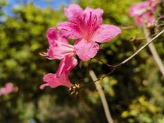 -十九峰景区-倒脱靴