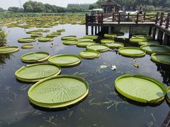 -荷塘月色湿地公园·向阳花洲