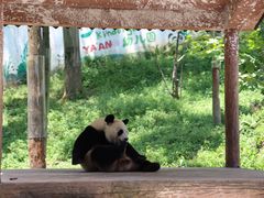 -中国大熊猫保护研究中心雅安碧峰峡基地