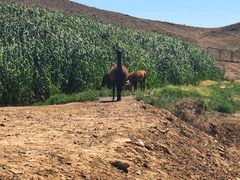 -新疆天山野生动物园