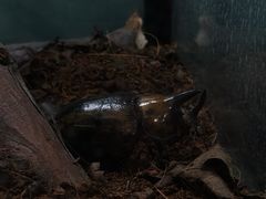 -上海大自然野生昆虫馆(东方明珠·爬宠昆虫探索中心)