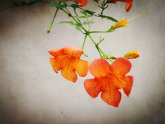 -花木兰·咖啡·茶铺