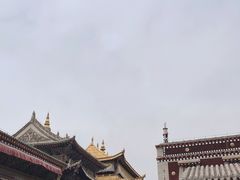 -塔尔寺-菩提树