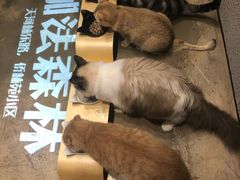 -咖法森林·咖啡  酒吧(天河店)