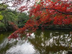 -秋霞圃