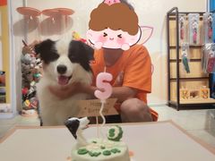 -趣玩宠物乐园寄养训犬训狗游泳池