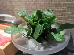 -王家渡火锅店(棕榈泉店)