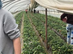 -胜丰草莓采摘园