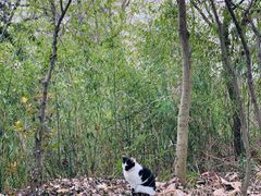 -上海佘山国家森林公园天马山园