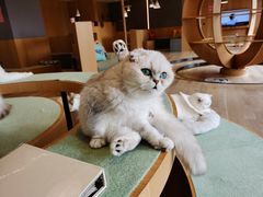 -CAT’S MEWSTAR CAFE·喵星球猫屋(晴湾咖啡店)