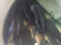 -风情丽江斑鱼火锅(孙家沟西南路80号店)
