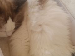 -猫腻·猫咖·撸猫馆(星光大道店)
