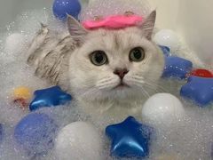 -车接车送·寄养洗护·德文猫舍(大宁店)