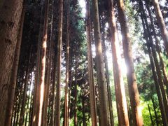 -武陵山森林公园
