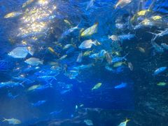 -太平洋海底世界