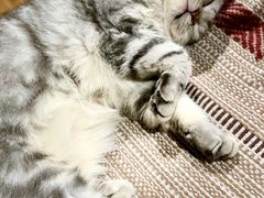 -猫友咖啡店(玉林西路店)