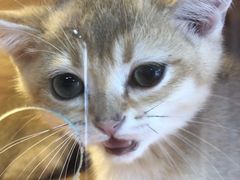 -猫十亿·布偶金渐层·曼基康矮脚猫舍(青年路店)