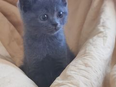 -pd派德宠物中心医院24H急重症·眼科中心·血液透析中心(嵩山北路店)