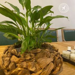 点击看大图 -芳香乐府SPA·五行芳疗