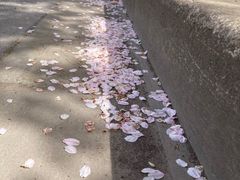 -高东镇樱花园