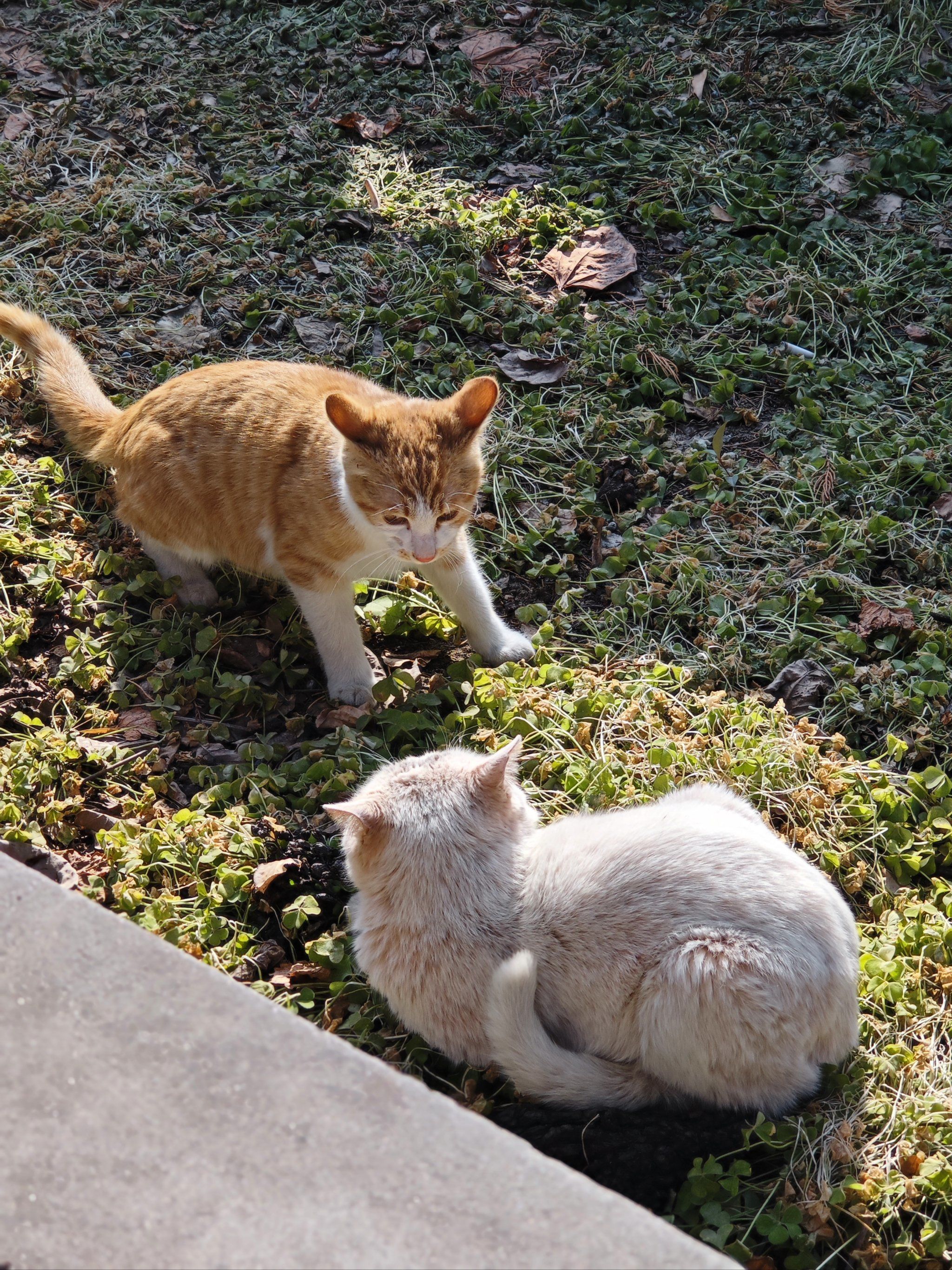 橘猫和大白的对峙瞬间