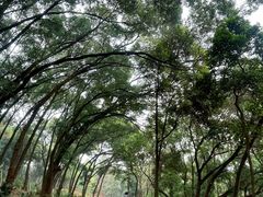 -南宁良凤江国家森林公园