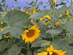 -云漫湖生态度假公园