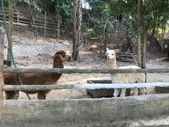 -清迈夜间动物园